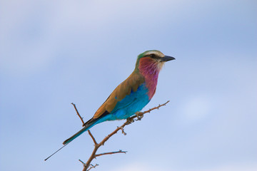 Gabelracke 