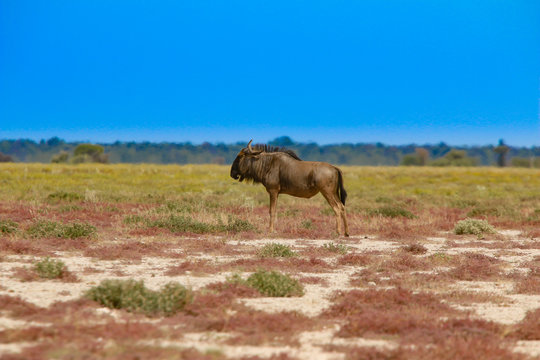 Streifenngu in Afrika