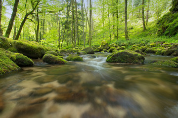 Bach im Frühlingswald