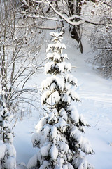 Conifer covered with thick layer of snow