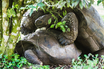 Two tortoises mating in the Galapagos Islands