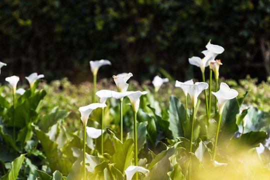 arum fields