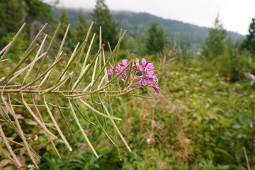 Wildflowers blooming in Meadow in Canada