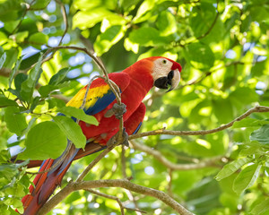 The scarlet macaw (Ara macao) perched on the branch in the tropical forest, Puntarenas, Costa Rica