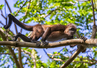 Young mantled howler monkey, Puntarenas, Costa Rica