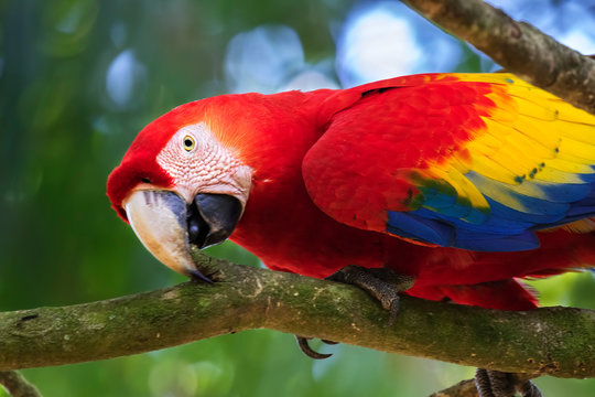 The portrait of scarlet macaw (Ara macao), Scarlet Macaw Sanctuary, Costa Rica