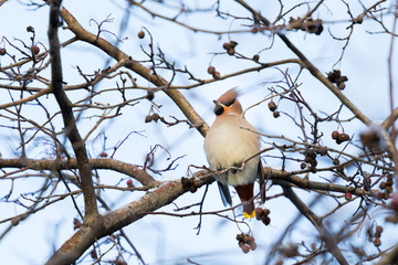 bird on branch