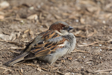 sparrow on fence