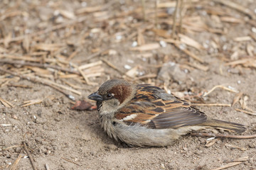 sparrow on beach