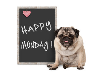 cute grumpy pug puppy dog with bad monday morning mood, sitting next to blackboard sign with text...