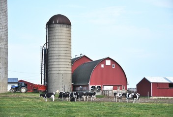 Dairy Farm