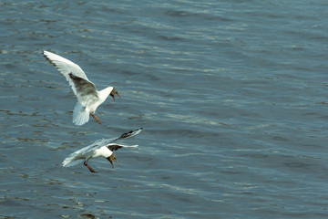 seagull flying over the sea