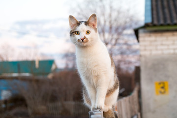 cat on the roof