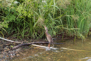 great blue heron in its habitat