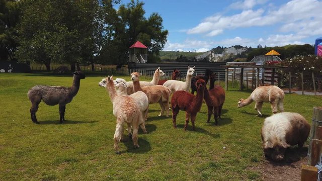 Herd of Llama and domestic pig ready for feeding time on New Zealand wool farm, 4k
