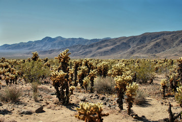 cholla cactus garden, joshua tree national park desert, usa
