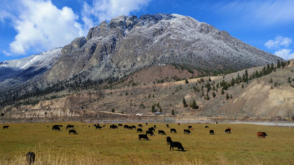 Fototapeta na wymiar Canada landscape with Cows