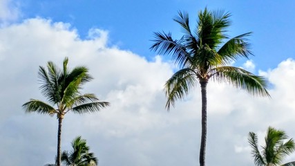 Fototapeta na wymiar Palm Tree Hawaii