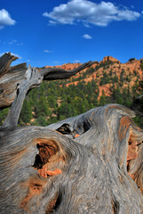 dixie, national forest, arizona, usa