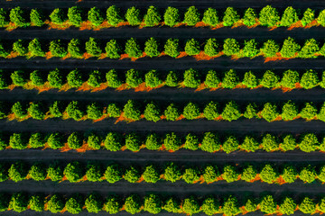 Orange trees plantation pattern