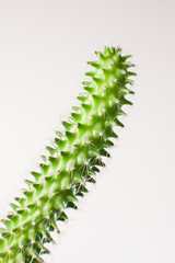 detail of a long cactus isolated on white background