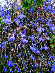 Blue mountain'flowers / fleurs bleues des montagnes 