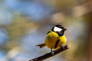 Obraz premium Kohlmeise Tit
