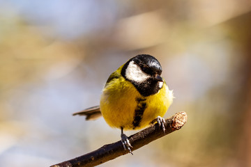 Kohlmeise Tit