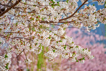Blooming sakura cherry blossom