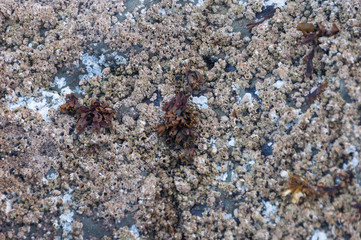 Close up shot of a stone in La Push beach area, La Push, WA