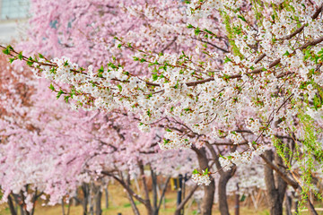 Blooming sakura cherry blossom
