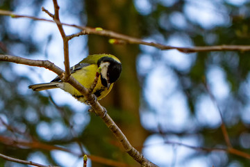 Kohlmeise Tit