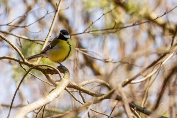 Kohlmeise Tit