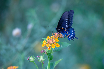 Blue Buterfly