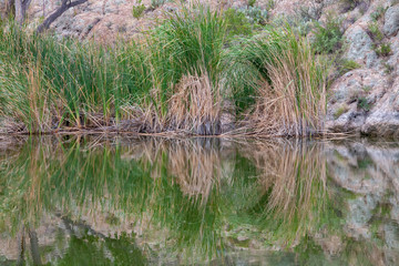 Reed reflections