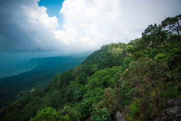 The forest jungle with tree on mountain cliff landscape scenic view nature and rain clouds the storm