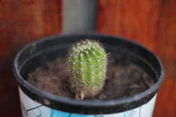 cactus