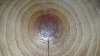 tree circles