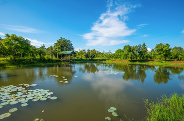 Fototapeta na wymiar pond lotus water lily / landscape of lake with pavilion riverside on bright day blue sky