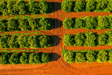 Aerial View Orange Trees Plantation