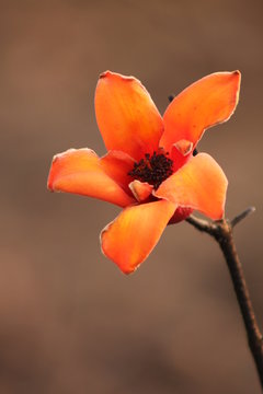 red flower on dack background