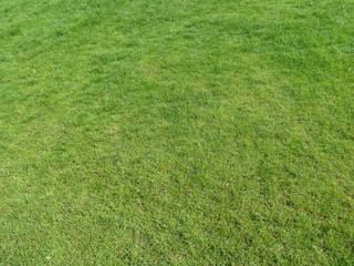 green meadow background