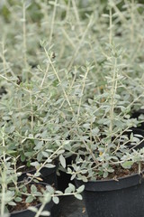 Teucrium fruticans