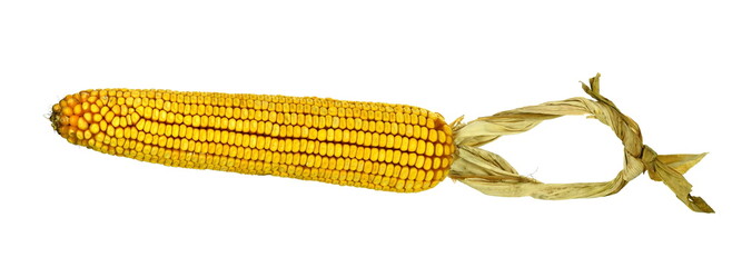 Dry corn ears isolated over a white background