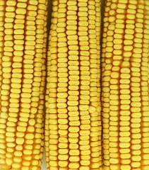 Dry corn ears background