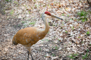 Sandhill Crane