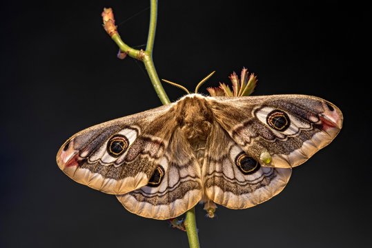 Small emperor moth (Saturnia pavonia), Tyrol, Austria, Europe