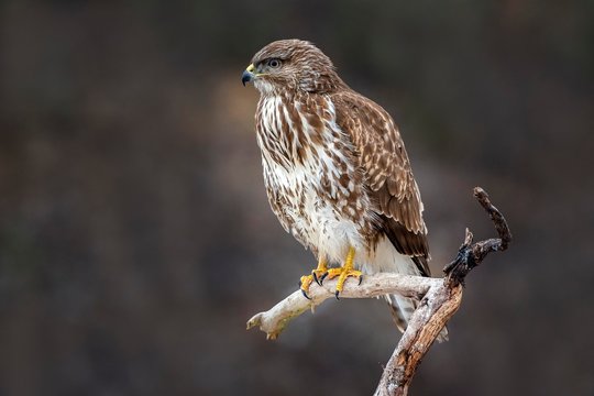 Steppe buzzard (Buteo buteo) sits on top of Ast, Tyrol, Austria, Europe