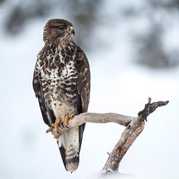 Steppe buzzard (Buteo buteo) sits on branch in winter, Tyrol, Austria, Europe