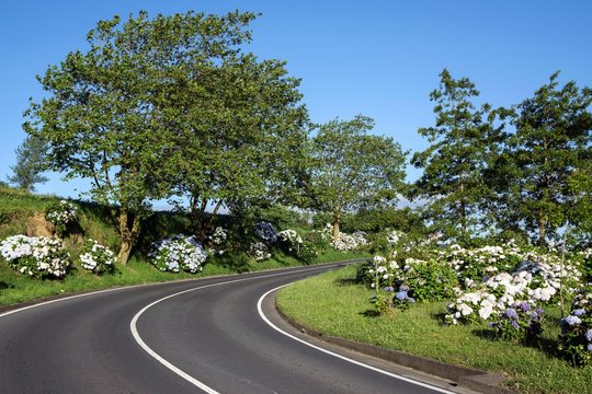 Road lined with hydrangeas, near Ponta Garca, island of Sao Miguel, Azores, Portugal, Europe